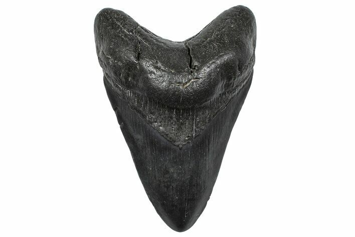 Fossil Megalodon Tooth - South Carolina #346176